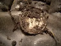 Barbdirt frnt.webp