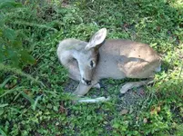 deer.webp