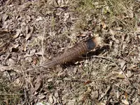 feather.webp