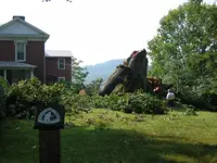 Pemberton Oak Fallen.webp