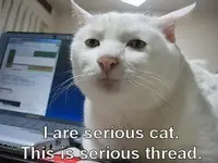 serious cat.webp