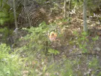 Out & About Today 007.webp