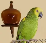 birdiedemijohn.webp