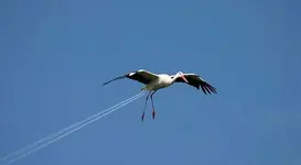bird tail.webp
