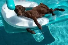 lazydog.webp