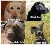 3 labs.webp