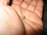 my tiny button 1.webp