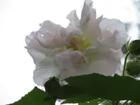 IMG_0287.webp