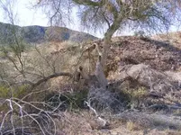 bent tree go up.webp