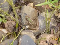 Frogs & Snakes & Flowers 003.webp