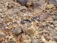 walking dry river beds 008.webp