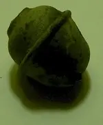 bells2.webp