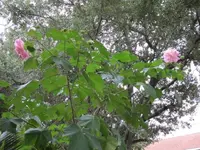 IMG_0292.webp