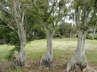 bonita springs 044.webp