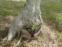 bonita springs 042.webp