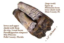 horsepseudhipparion.webp