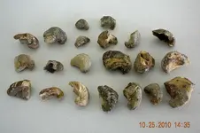 Uvalde hunt fossels.webp