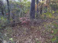 Old Well in the Woods 003.webp
