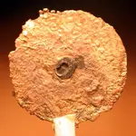 NC FINDS 10-7 014.webp
