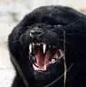 avatar_57350.webp