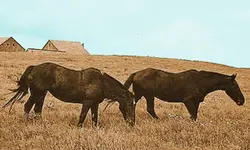work horses-1943 Junction Kan-250.webp