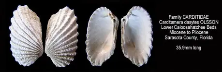 bivalveCarditamera.webp
