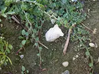 100_1036.webp