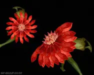 !cid_714D41EA90EB403091812AB5A4F8FA5B@Pavillion725n.webp