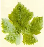 grape leaf syrahl.webp