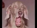 surpriseddog.webp