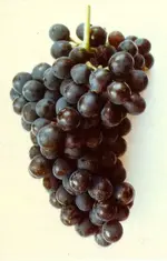 grapes syrahg.webp