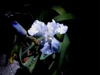 october iris.webp