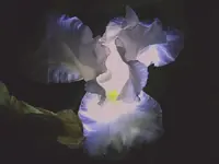 backlit beauty.webp