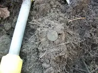 DEC 4TH  HUNT WITH ROGER  CELLAR HOLE SILVER 032 [].webp