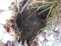 DEC 7TH  HUNT WITH ROGER  CELLAR HOLE CAMERA FOUND 002 [].webp