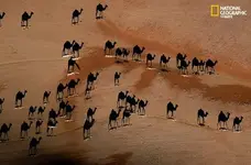 camels.webp