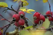 Шиповник_рес.webp