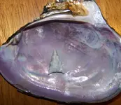 100_3239.webp