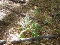 008.webp