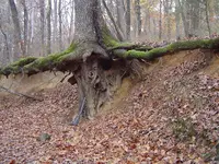 nature pic\'s 002.webp