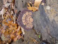 nature pic\'s 004.webp