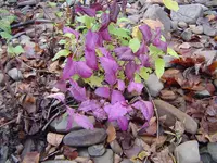 Deep Woods Walk 007.webp