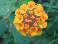 finds 006.webp