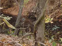 Deep Woods Walk 012.webp