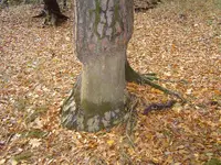 Deep Woods Walk 009.webp