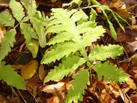 Deep Woods Walk 003.webp
