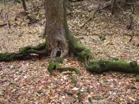 Deep Woods Walk 006.webp