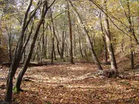 Deep Woods Walk 005.webp