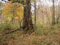 Deep Woods Walk 001.webp