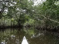 canoe ride, everglades city 015.webp